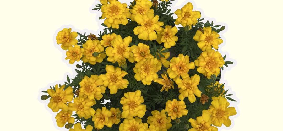 more than just flowers